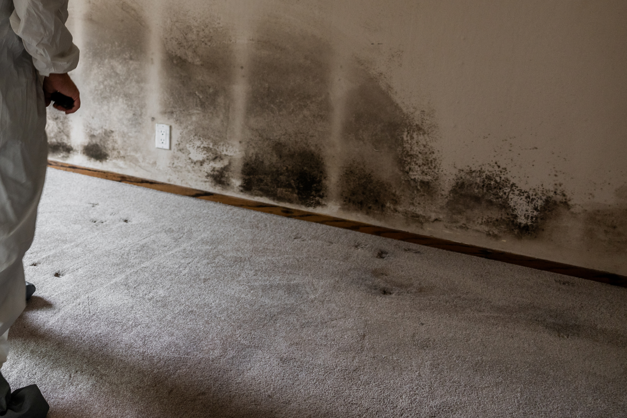 mold-remediation-chantilly-va-guide